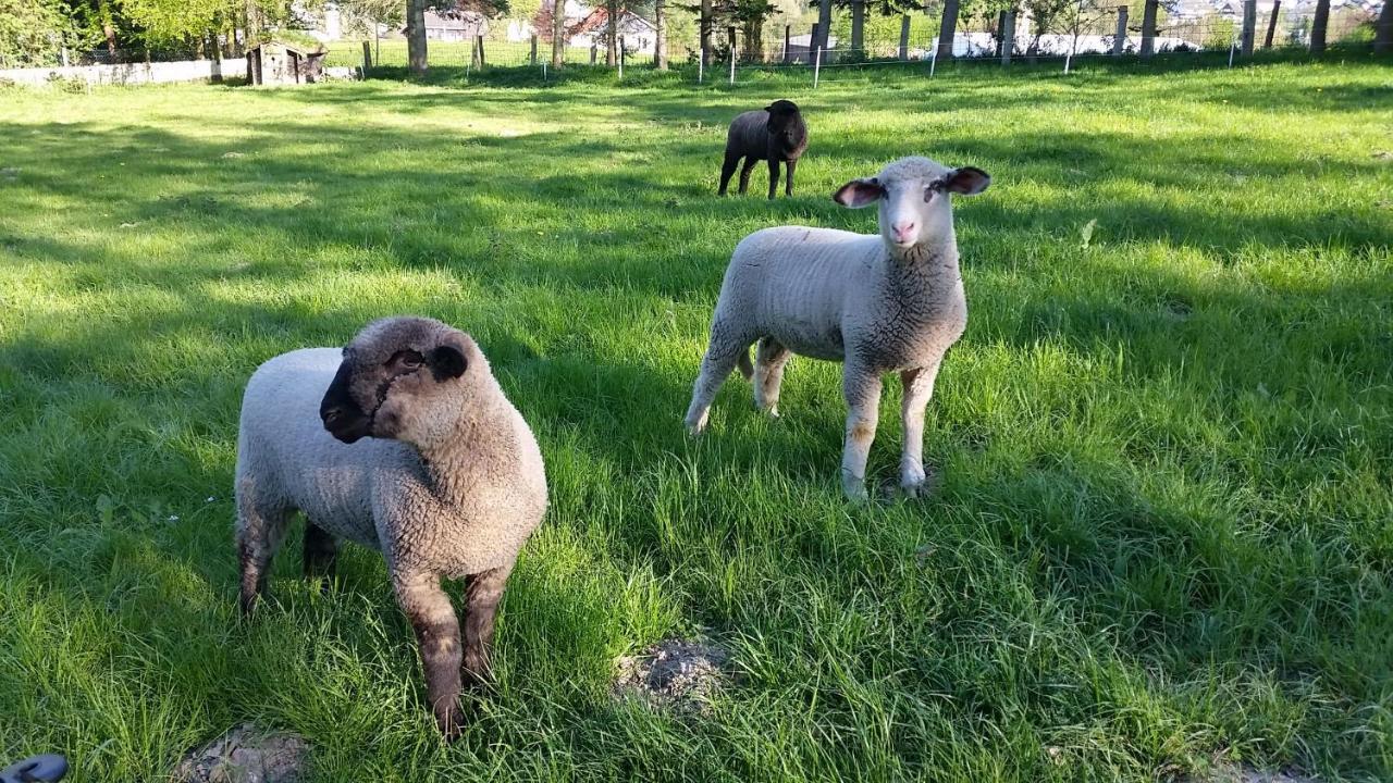 Fewo Am Wald Balve Dış mekan fotoğraf